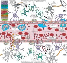 Find cbse sample papers for class 12, 11, 10, 9, 8, 7, 6 maths, science, social and languages for 2021exams prepared by subject experts at learncbse Frontiers Microglia Fighting For Neurological And Mental Health On The Central Nervous System Frontline Of Covid 19 Pandemic Cellular Neuroscience