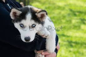 The real test is whether the puppy's nose is black. Portrait Of Siberian Husky On Background Forest Stock Photo Crushpixel