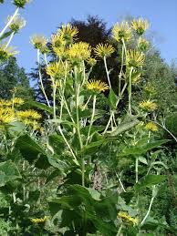 Image result for Ethulia vernonioides