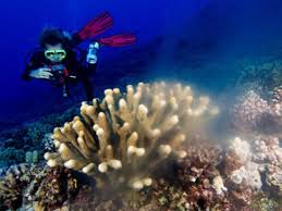 Mike Severns Molokini Certified Scuba Diving Boat Tour Kihei Open Now Tours Activities Fun Things To Do In Maui Hawaii Veltra