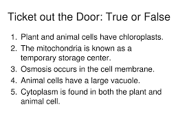 Large vacuoles help provide shape and allow the plant to store water and food for future use. Plant And Animal Cells By Mrs Hough Ppt Download