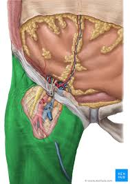 Thus, the right side of the image is the patient's left. Fasciae Of The Hip And Thigh Anatomy Kenhub
