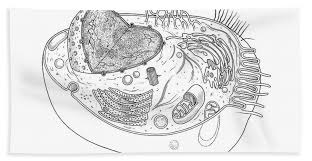 Use it for any kinds of science coursework or group discussions. Animal Cell Diagram Beach Towel For Sale By Science Source