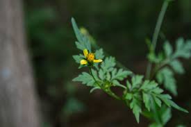 Image result for Bidens bipinnata