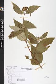 Image result for Melastomastrum capitatum