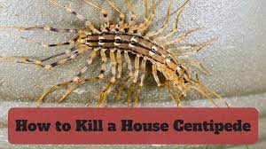We are your local pest exterminators. How To Kill House Centipedes Dengarden