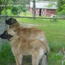 Leonberger puppies for sale near atlanta, georgia, usa, page 1 (10 per page) puppyfinder.com is your source for finding an ideal leonberger puppy for sale near atlanta, georgia, usa area. Puppyfind Leonberger Puppies For Sale