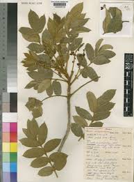 Image result for Brucea antidysenterica