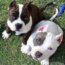 Pin On Dog S