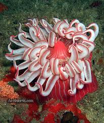 Image result for Sarcocornia natalensis