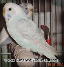 Muhabbet Kusu Budgie Muhabbet Kuslari Kus Kusu