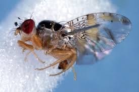 Image result for Oxyanthus zanguebaricus