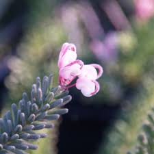 Image result for Melhania prostrata