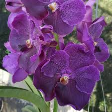 Image result for Vanda