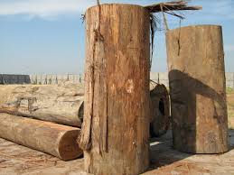 Mulailah dari kepala, bandingkan warna dan jenis rambut, bentuk hidung, lebar mulut, bentuk alis, bentuk. Jenis Jenis Kayu Kayudotcom