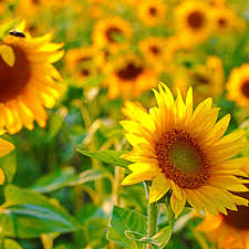 Profile for Kathy Prosser