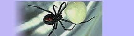 Do not be deceived into thinking conway is just another the conway confederate monument stands on the lawn of the faulkner county courthouse, east of the junction of robinson avenue and center street. Central Arkansas Pest Services Conway Ar Alignable