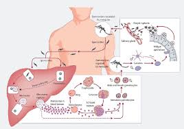 Animation from hhmi, animation from mcgraw hill. Malaria In The Asia Pacific Region The Asia Pacific Journal Japan Focus
