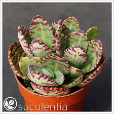 Image result for Kalanchoe humilis