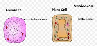 Animal cells have a cell membrane and a cell wall. Plant And Animal Cell Only Cell Membrane Animal Cell Membrane Only Hd Png Download Vhv