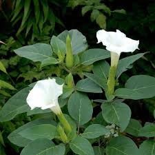 Image result for Datura
