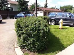 We did not find results for: Hedges