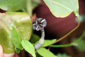 Image result for Ceropegia nilotica