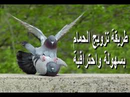 إدمان العادة السرية قد يقلل من قدرة الخلايا العصبية على الاستجابة بشكل سليم، وخاصة مستقبلات الدوبامين. Ù…ØªÙ‰ ÙŠØ¨ÙŠØ¶ Ø§Ù„Ø­Ù…Ø§Ù… Ø¨Ø¹Ø¯ Ø§Ù„ØªÙ„Ù‚ÙŠØ­