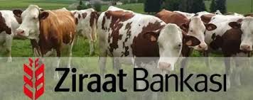 7 Adimda Hayvan Kredisi Nasil Alinir Sifir Faizli