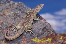 Image result for Stenocercus simonsii