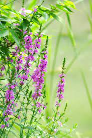 禊萩 千屈菜 みそはぎ lythrum anceps 花の写真 ガーデニング 花 きれいな花
