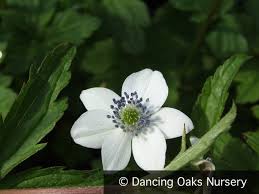 Image result for Anemone transvaalensis