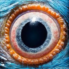 Parrots Ultraviolet Vision Allow Them To See The Maturation Of Fruits Eye Close Up Eye Drawing Extreme Close Up