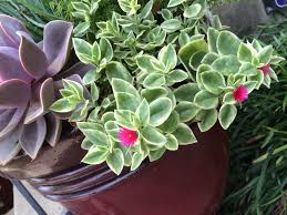 Pink succulents are growing in popularity these days, at least according to search results. Heart Leaf Ice Plant Variegated In Bloom Succulent Container Trailing Plant Succulents Plants Succulents In Containers