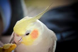 Yellow bird with red cheeks. Why The Cockatiel Is A Great First Bird Mybird