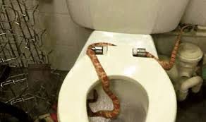 Pregnant Woman Dies Of Snakebite From Snake In Toilet in Kaduna ...