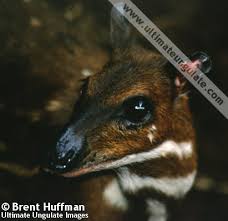 Image result for Cylindropsis parvifolia