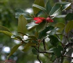 Image result for Monotes hypoleucus