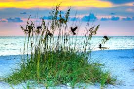 Image result for Cyperus longicarpus