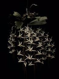 Image result for Aerangis appendiculata