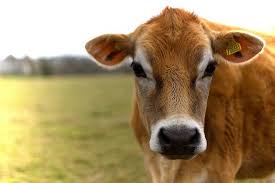 Pin On Farm Love