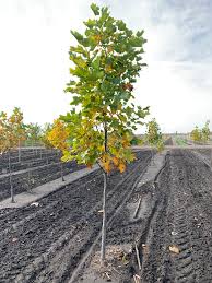 Image result for Liriodendron tulipifera