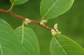 Image result for Flueggea