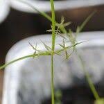 Image result for Cyperus sphacelatus