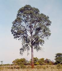 Image result for Entandrophragma