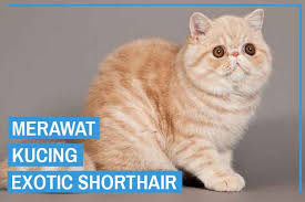 Berbulu pendek tetapi menggumpal kaya kapas.2. Foto Kucing Exotic Shorthair