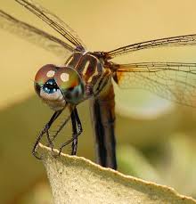 Black And Yellow Dragonfly With Green Eyes Friendly Face Dragonfly Photos Dragonfly Photography Dragonfly Facts