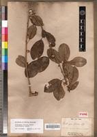 Image result for Maclura africana