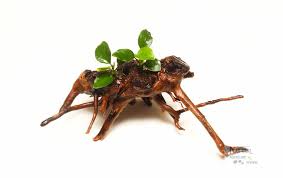 Spider Wood Aquarium Driftwood 10 X6 X4 Lxwxh With Anubias Nana Wysiwyg Spiderwood Aquarium Driftwood Wood Driftwood