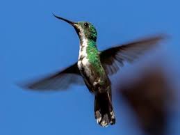 Image result for Alectra vogelii